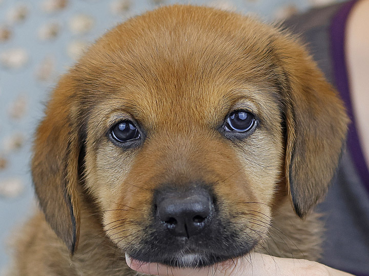 chinook puppy
